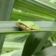 カエル