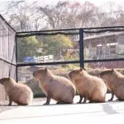 ささ
