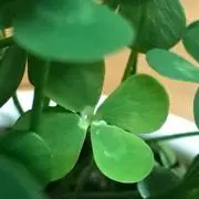 ＴＯＭの画像