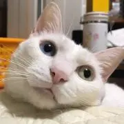 ポジの画像