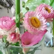 さっこの画像