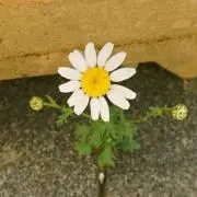 Satoの画像