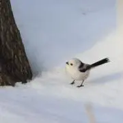 つるの画像