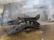 ちぇちぇんの画像