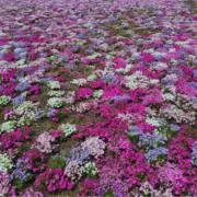 ぽてとの画像