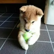 猫かぶりんの画像