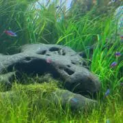 タンクトップマスター