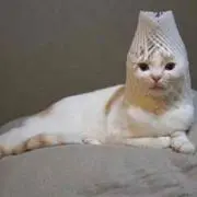 アオイオケの画像