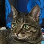 チビたん