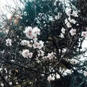 あんずの画像
