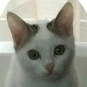 まろんの画像