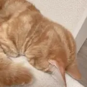 Hiroの画像