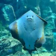 おまめさんの画像