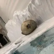 だしゅー