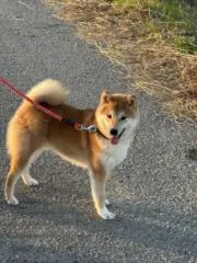 ブーやん　２４時間以内発送の画像