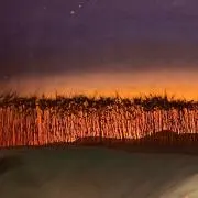 たまこの画像