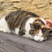 かほの画像
