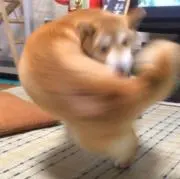 クルセイザー礒崎の画像
