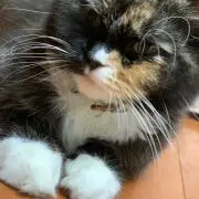 勇花の画像