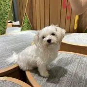 めいの画像