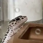 ひろひろの画像
