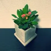 おたまの画像