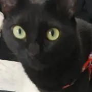 亀鳶の画像
