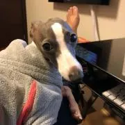 RobySabuの画像
