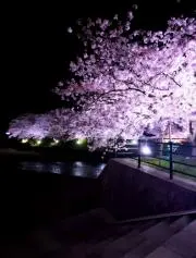 ぱぴこ