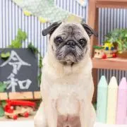 わさび