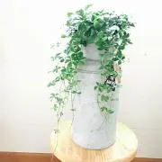 greenの画像