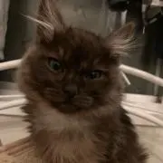 Moriの画像