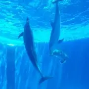 aoituki..
