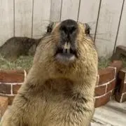 ぬぬの画像