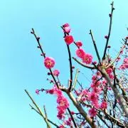 おもちの画像