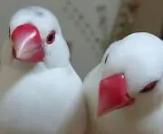 キンノジ