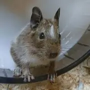 PONの画像