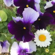 ゆきの画像