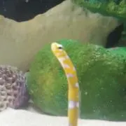 すひ
