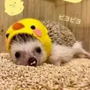 おもち❤︎