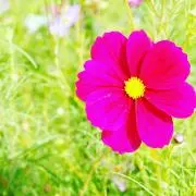 マカロニ（プロフ一読お願いします）の画像