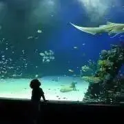アーモンド☆アイ