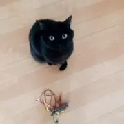 しほ