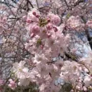 さくら咲く♪の画像