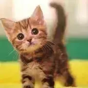 がちゃこの画像