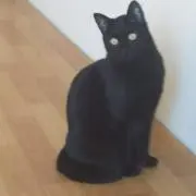 たまねぎ四太郎の画像