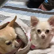麦