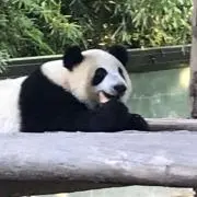 yasu