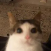 MY