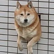 とりにてぃの画像